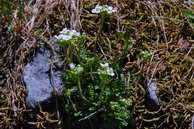 Flore des crins - Drave douteuse - Draba dubia - Brassicaces