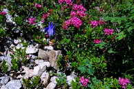 Flore des crins - Ancolie des Alpes - Aquilegia alpina - Renonculaces