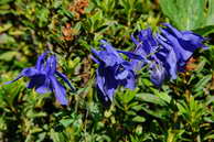 Flore des crins - Ancolie des Alpes - Aquilegia alpina - Renonculaces