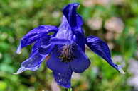 Flore des crins - Ancolie des Alpes - Aquilegia alpina - Renonculaces