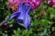 Flore des crins - Ancolie des Alpes - Aquilegia alpina - Renonculaces