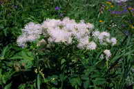 Flore des crins - Pigamon  feuilles d'ancolie - Thalictrum aquilegiifolium - Renonculaces