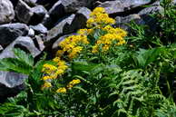 Flore des crins - Hugueninie  feuilles de tanaisie - Hugueninia tanacetifolia - Brassicaces