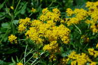 Flore des crins - Hugueninie  feuilles de tanaisie - Hugueninia tanacetifolia - Brassicaces