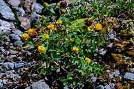 Flore des crins - Trfle bai, trfle brun - Trifolium badium - Fabaces (Papilionaces, lgumineuses)