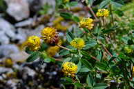 Flore des crins - Trfle bai, trfle brun - Trifolium badium - Fabaces (Papilionaces, lgumineuses)