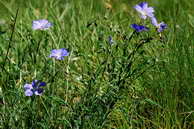 Flore des crins - Lin des Alpes - Linum alpinum - Linaces