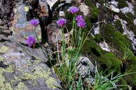 Flore des crins - Ail ciboulette, civette - Allium shoenoprasum - Liliaces