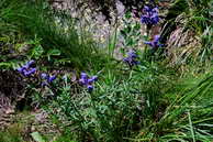 Flore des crins - Tte-de-dragon, dracocphale de Ruysch - Dracocephalum ruyschiana - Labies