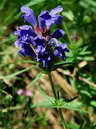 Flore des crins - Tte-de-dragon, dracocphale de Ruysch - Dracocephalum ruyschiana - Labies