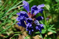 Flore des crins - Tte-de-dragon, dracocphale de Ruysch - Dracocephalum ruyschiana - Labies