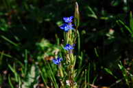 Flore des crins - Gentiane des neiges - Gentiana nivalis - Gentianaces