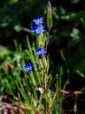 Flore des crins - Gentiane des neiges - Gentiana nivalis - Gentianaces