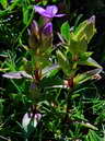 Flore des crins - Gentiane champtre, des champs - Gentiana campestris - Gentianaces