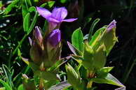 Flore des crins - Gentiane champtre, des champs - Gentiana campestris - Gentianaces