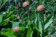 Flore des crins - Centaure rhapontique - Rhaponticum scariosum - Astraces