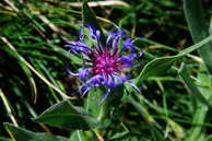 Flore des crins - Centaure, bleuet des montagnes - Centaurea montana - Astraces