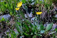 Flore des crins - pervire des Alpes - Hieracium alpinum - Astraces