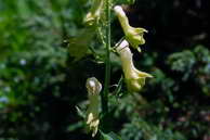 Flore des crins - Aconit tue-loup - Aconitum lycoctonum - Renonculaces