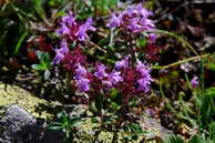 Flore des crins - Thym serpolet, thym velu - Thymus praecox ssp. polytrichus - Lamiaces