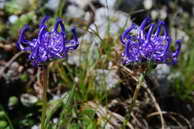 Flore des crins - Raiponce hmisphrique - Phyteuma hemisphaericum - Campanulaces