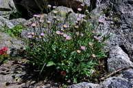 Flore des crins - Vergerette alpine - Erigeron alpinus - Astraces