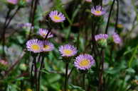 Flore des crins - Vergerette alpine - Erigeron alpinus - Astraces