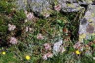 Flore des crins - Antennaire dioque, antennaire pied-de-chat - Antennaria dioica - Astraces