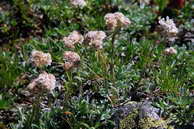 Flore des crins - Antennaire dioque, antennaire pied-de-chat - Antennaria dioica - Astraces