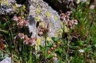 Flore des crins - Antennaire dioque, antennaire pied-de-chat - Antennaria dioica - Astraces