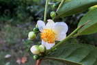 Flore de l'Himalaya - Fleur de théier