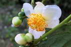 Flore de l'Himalaya - Fleur de théier