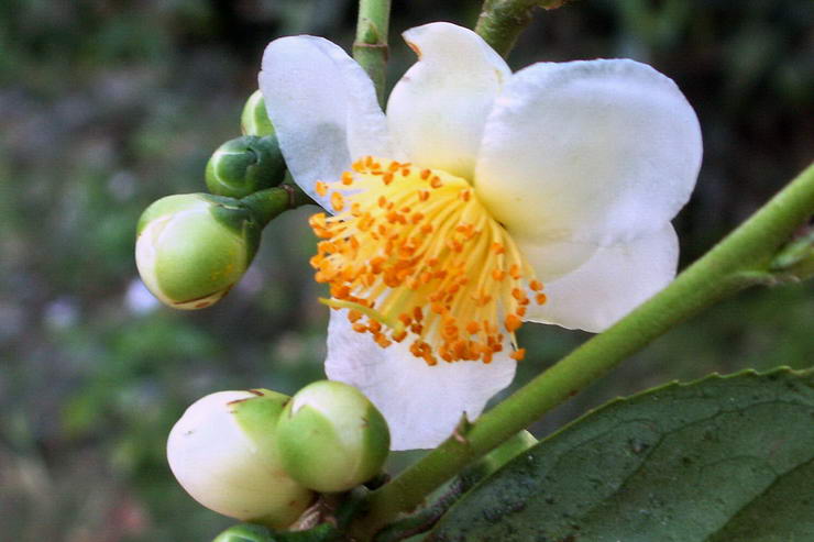 Flore de l'Himalaya - Thier - Camellia sinensis - Thaces