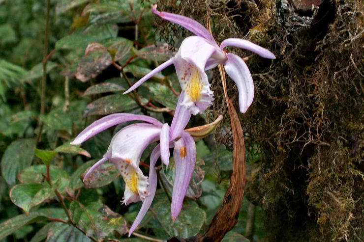 Flore de l'Himalaya - Orchide du Sikkim - .. - Orchidaces