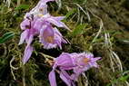 Flore de l'Himalaya - Orchidée du Sikkim