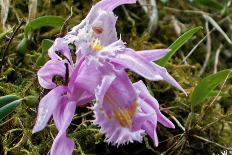 Flore de l'Himalaya - Orchide du Sikkim - .. - Orchidaces