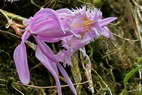 Flore de l'Himalaya - Orchidée du Sikkim