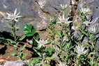 Flore de l'Himalaya - Edelweiss de Strachey - Leontopodium stracheyi