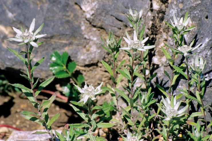 Flore de l'Himalaya - Edelweiss de Strachey - Leontopodium stracheyi - Astraces