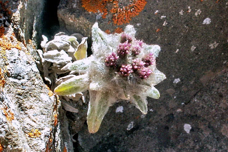 Flore de l'Himalaya - Edelweiss - Leontopodium .. - Astraces