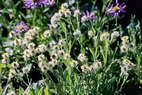 Flore de l'Himalaya - Edelweiss de Sibérie - Anaphalis triplinervis