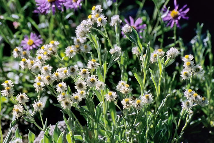 Flore de l'Himalaya - Edelweiss de Sibrie - Anaphalis triplinervis - Astraces