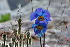 Flore de l'Himalaya - Pavot bleu, Méconopside bleue, Meconopsis betonicifolia