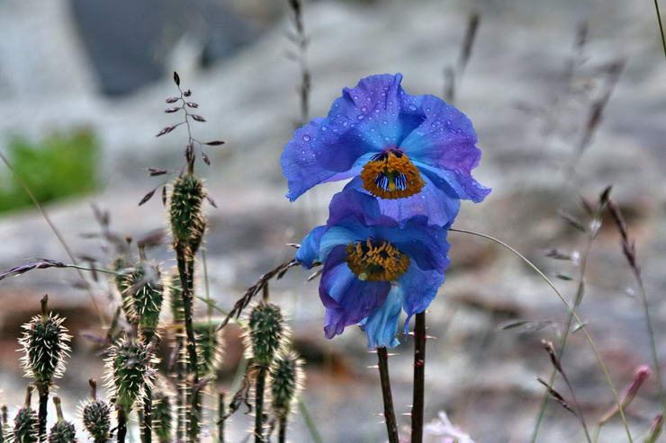 Flore de l'Himalaya - Pavot bleu - Mconopside bleue, Meconopsis betonicifolia - Papavraces