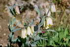Flore de l'Himalaya - Fritillaire à fleurs pâles - Fritillaria  pallidiflora