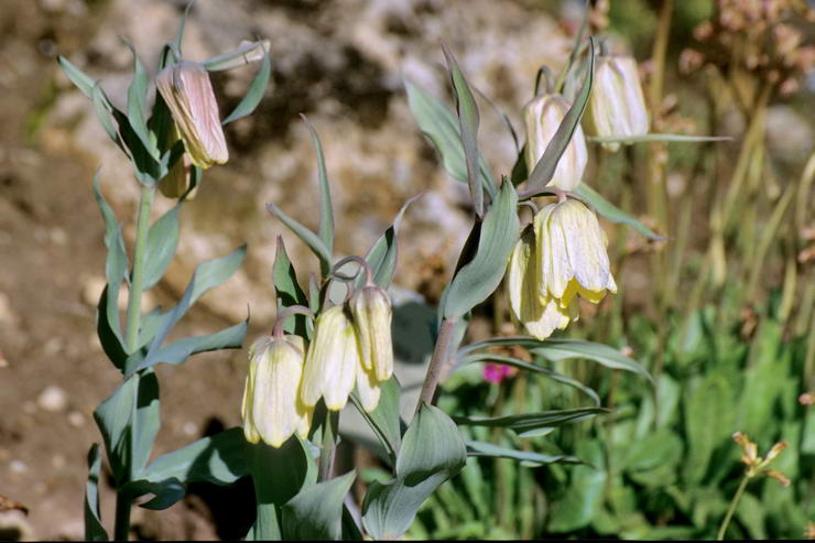 Flore de l'Himalaya - Fritillaire  fleurs ples - Fritillaria  pallidiflora - Liliaces