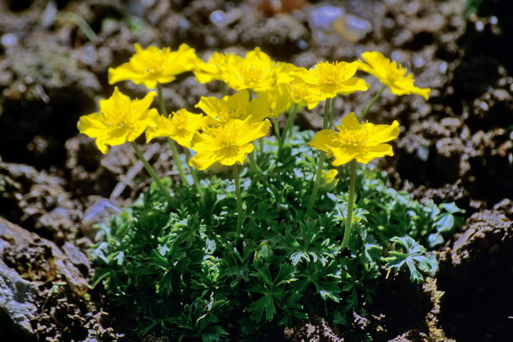 Flore de l'Himalaya - Trolle nain - Trollius pumilus - Renonculaces