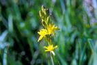 Flore arctique - Ossifrage - Narthecium ossifragum - Liliacées