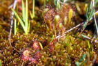 Flore arctique - Droséra ou Rossolis à feuilles rondes, à g. et Droséra ou Rossolis d'Angleterre, à d. - Drosera rotundifolia et Drosera anglica - Droséracées