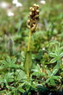 Flore arctique - Orchis grenouille - Coeloglossum viride - Orchidacées